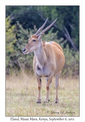 Eland