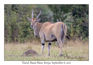 Eland