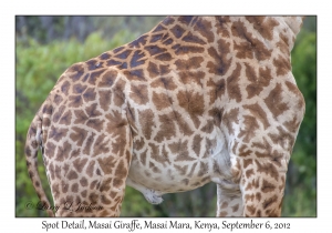 Masai Giraffe