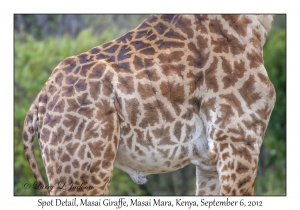 Masai Giraffe