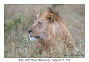 Lion, male