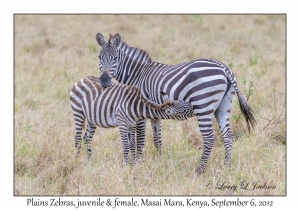 Plains Zebra, juvenile nursing & female