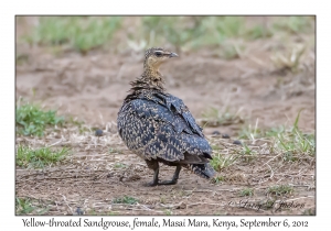 Yellow-throated Sandgrouse, female