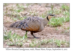 Yellow-throated Sandgrouse, male