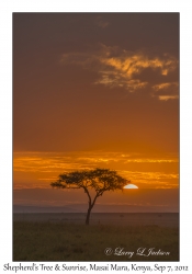 Shepherd's Tree & Sunrise