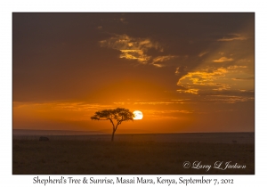 Shepherd's Tree & Sunrise