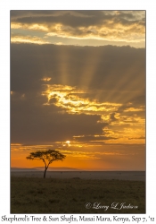 Shepherd's Tree & Sun Shafts