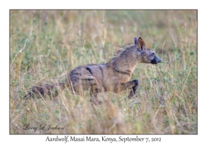 Aardwolf