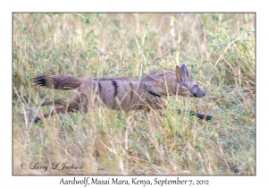 Aardwolf