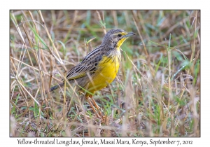 Yellow-throated Longclaw, female