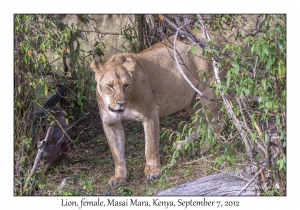 Lion, female