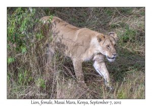 Lion, female