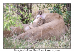 Lions, female