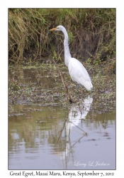 Great Egret