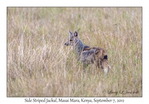 Side Striped Jackal