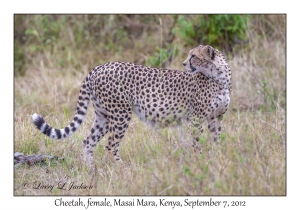 Cheetah, female