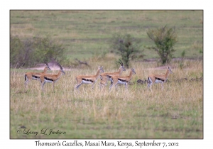 Thomson's Gazelles