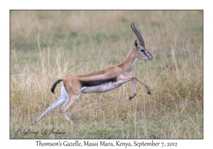 Thomson's Gazelle