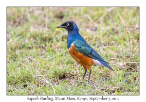 Superb Starling