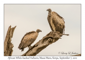 African White-backed Vultures