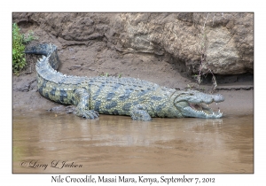 Nile Crocodile