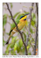 Little Bee-eater