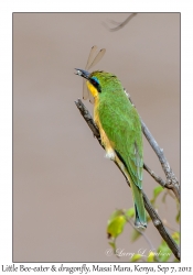 Little Bee-eater