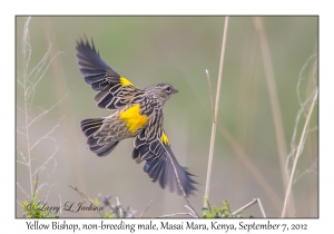 Yellow Bishop, non-breeding male