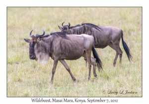 Wildebeest