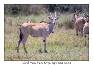 Eland