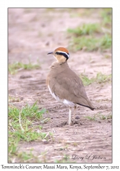 Temminck's Courser