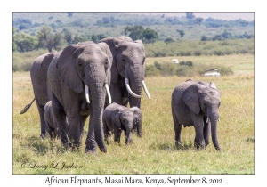 African Elephants, females & juveniles