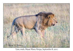 Lion, male