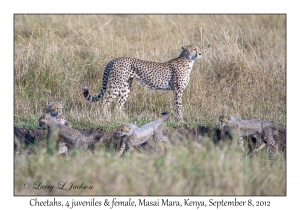 Cheetahs, 4 juveniles & female