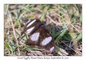 Great Eggfly