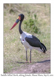 Saddle-billed Stork, female sitting