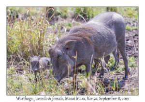 Warthogs, juvenile & female
