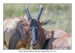 Topi