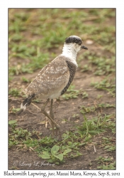 Blacksmith Lapwing, juvenile