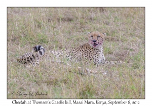 Cheetah at Thomson's Gazelle kill