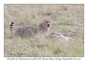 Cheetah at Thomson's Gazelle kill