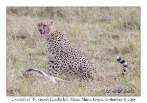 Cheetah at Thomson's Gazelle kill