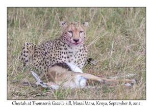 Cheetah at Thomson's Gazelle kill