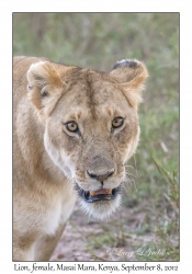 Lion, female