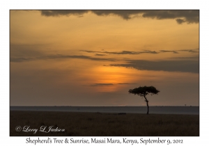 Shepherd's Tree & Sunrise