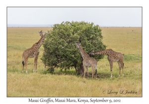 Masai Giraffes