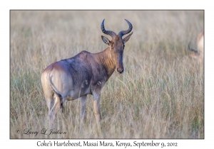 Coke's Hartebeest