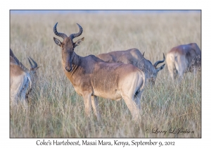 Coke's Hartebeest