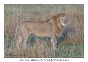 Lion, male