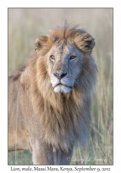 Lion, male